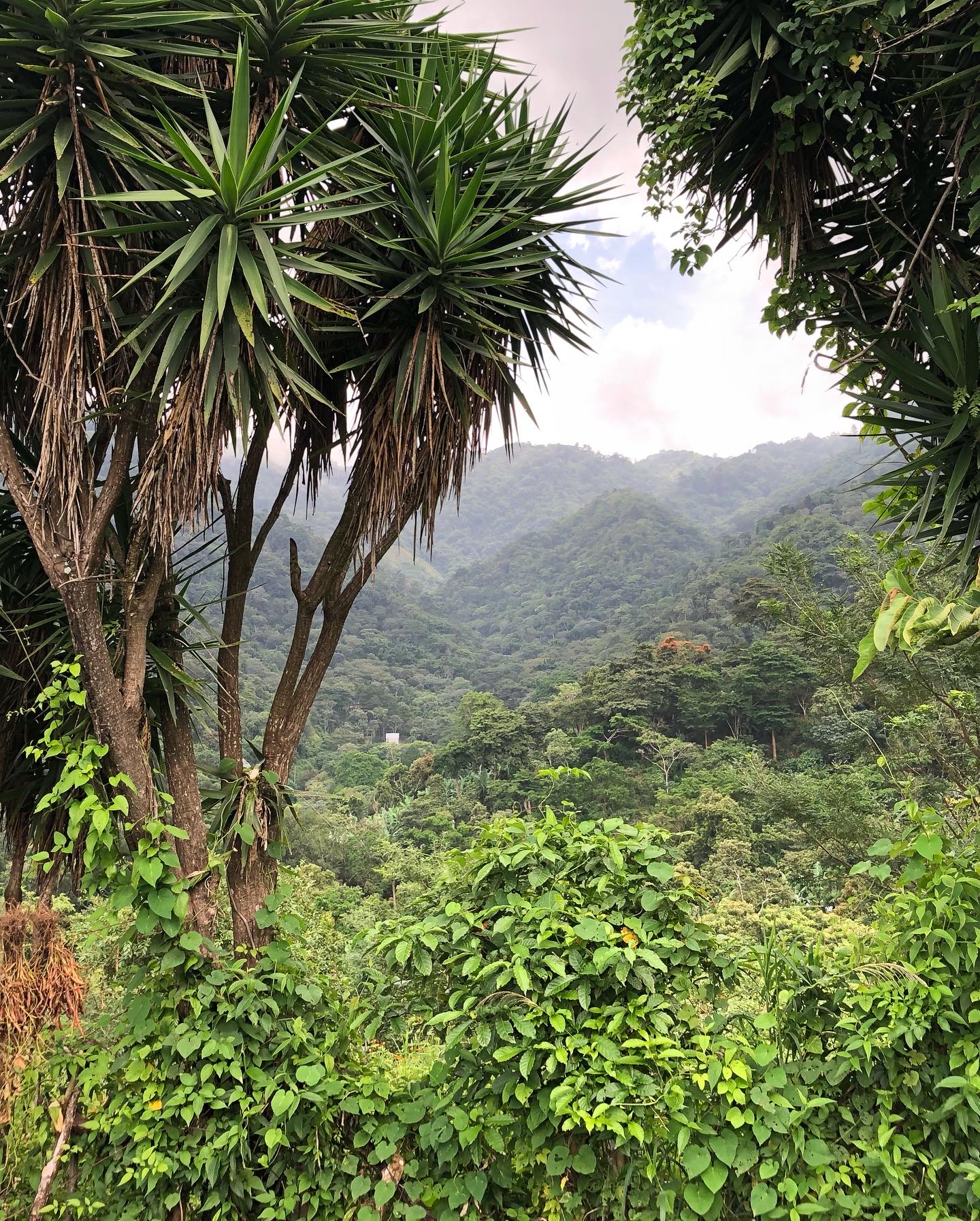 A Salvadoran coffee highland — misty mountain forest framed by palm trees — where the integrated methodology was first tested.
